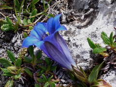 Gentiana clusii