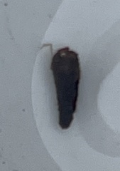 Oecetis