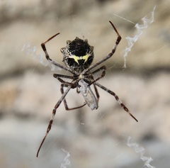 Argiope argentata