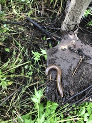 Thyropygus allevatus