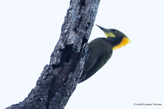 Chrysophlegma flavinucha