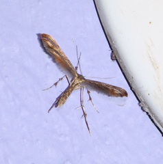 Oxyptilini