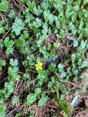 Ranunculus taisanensis