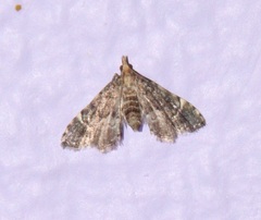 Sufetula