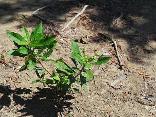 Image of Rauvolfia verticillata by no rights reserved