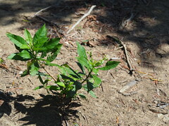 Rauvolfia verticillata