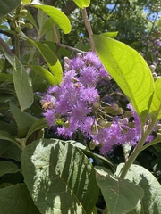 Cyrtocymura scorpioides