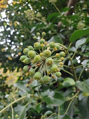 Hedera canariensis
