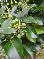 Hedera canariensis