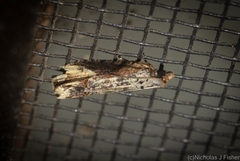 Cnecidophora ochroptila