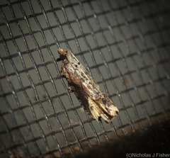Cnecidophora ochroptila