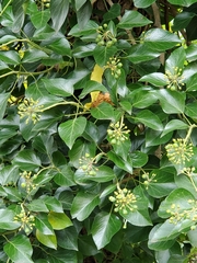Hedera canariensis