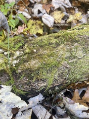 Thuidium delicatulum