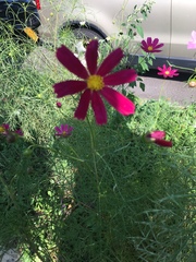 Cosmos bipinnatus