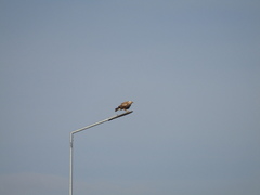 Buteo rufinus