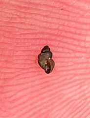 Pseudotryonia grahamae