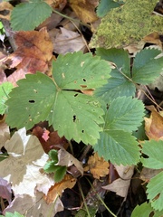 Fragaria vesca