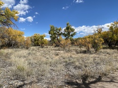 Populus deltoides wislizenii