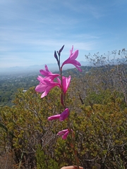 Watsonia borbonica