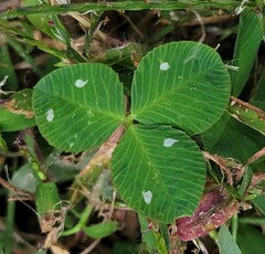 Porphyrosela minuta