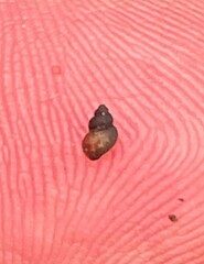 Pseudotryonia grahamae