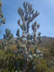Leucadendron argenteum