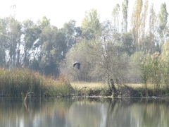 Ardea cinerea