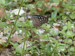 Ideopsis vulgaris