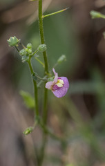 Nemesia fruticans