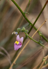 Nemesia fruticans