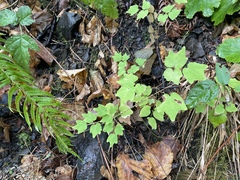 Vancouveria hexandra