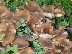 Lyophyllum