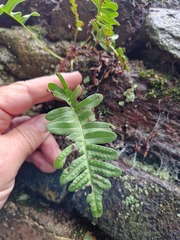 Polypodium