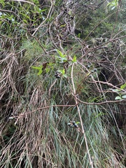 Lonicera acuminata