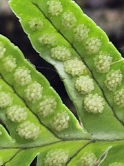 Polypodium