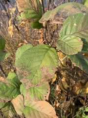 Alnus serrulata