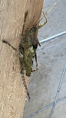 Pleminiiti