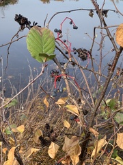 Alnus serrulata