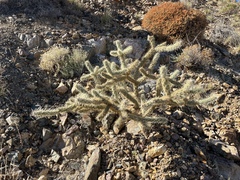 Cylindropuntia acanthocarpa acanthocarpa