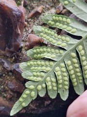 Polypodium