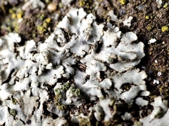 Phaeophyscia orbicularis