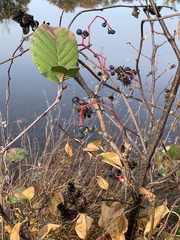 Alnus serrulata