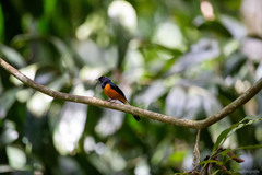 Copsychus stricklandii stricklandii