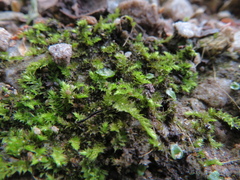 Racopilum cuspidigerum