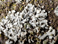 Phaeophyscia orbicularis