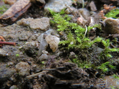 Racopilum cuspidigerum