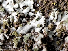 Phaeophyscia orbicularis