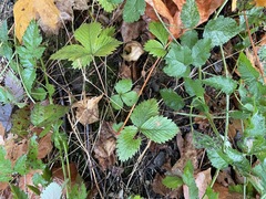 Fragaria vesca