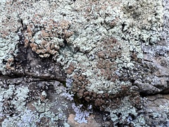 Lecanoraceae