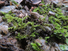 Racopilum cuspidigerum